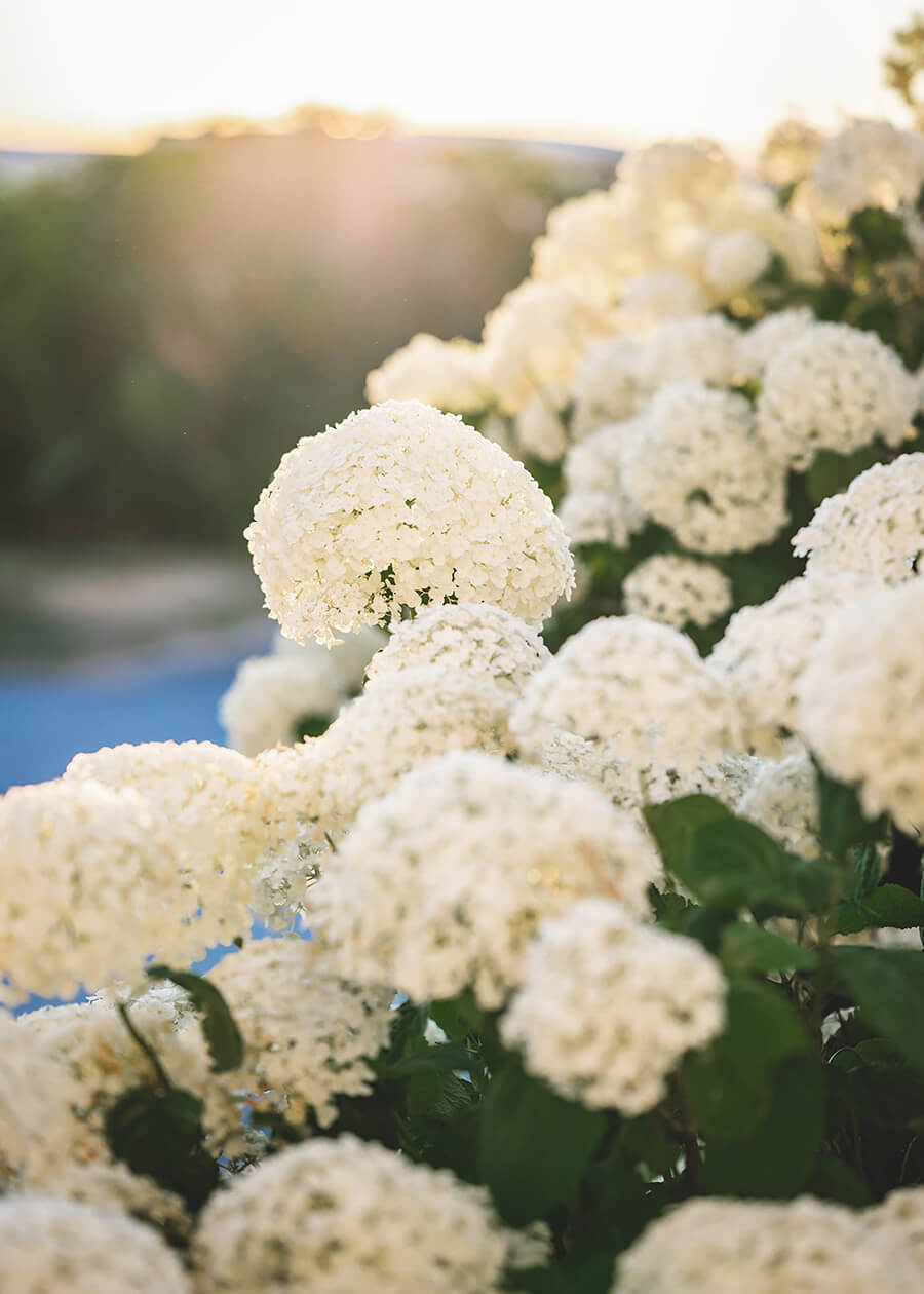 white hydrangeas